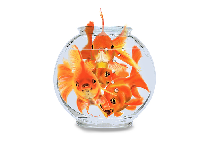 If 4 gold fish were in a bowl the population size for that habitat would be 4